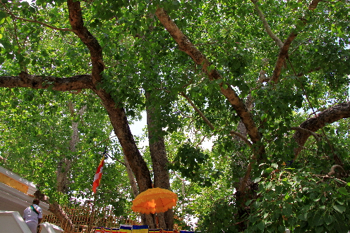 Baum in Anuradhapura