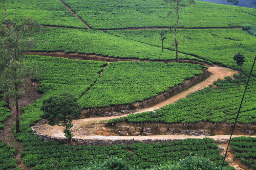 Tee Plantage Sri Lanka