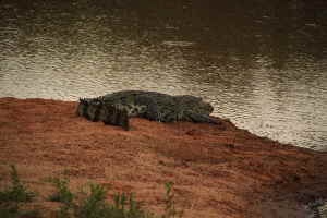 Krokodil Sri Lanka