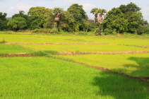 Reisfelder Sri Lanka