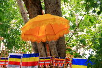 Foto Sri Maha Bodhi Baum