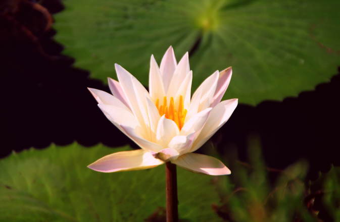 Lotus Blume