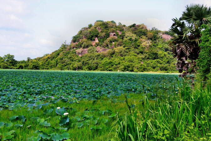 Lotus See