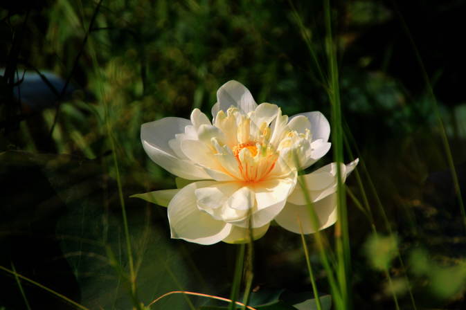 Lotusblume