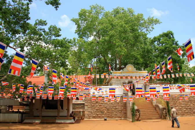 Foto Sri Maha Bodhi Baum