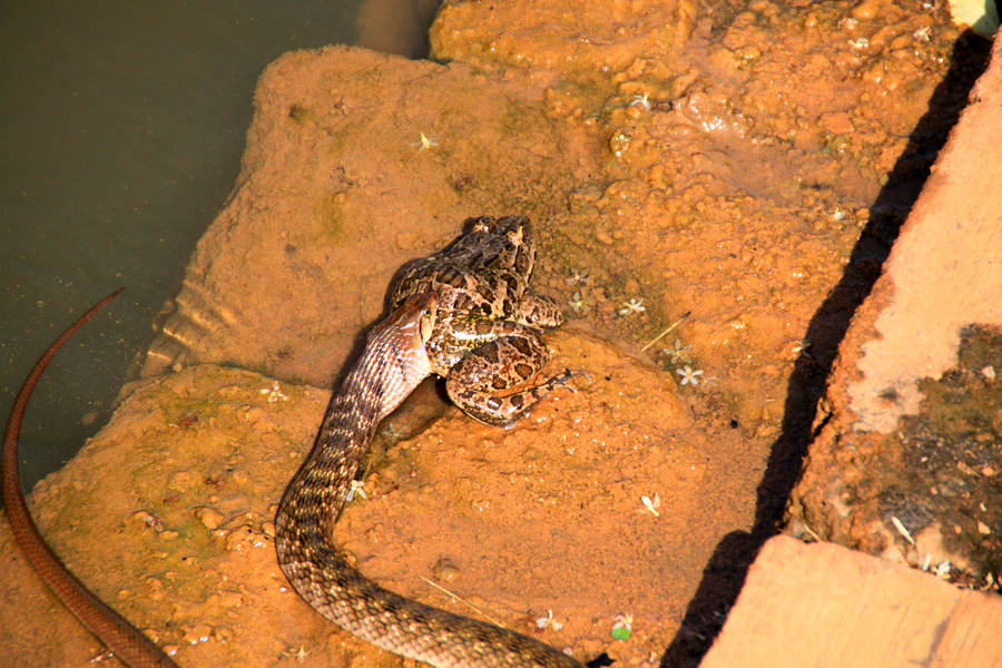 Schlange frisst Frosch