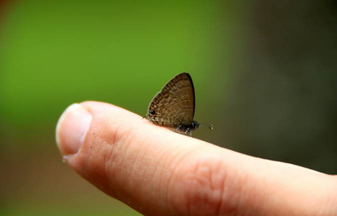 Schmetterling Foto