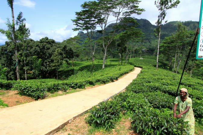 Teeplantage