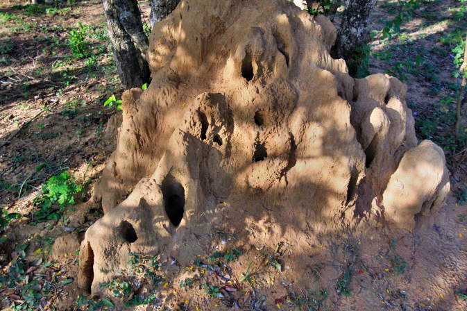 Termiten