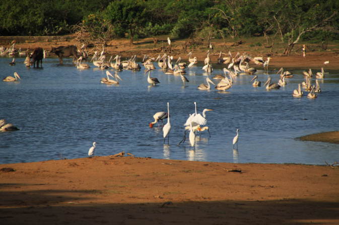 Yala Nationalpark
