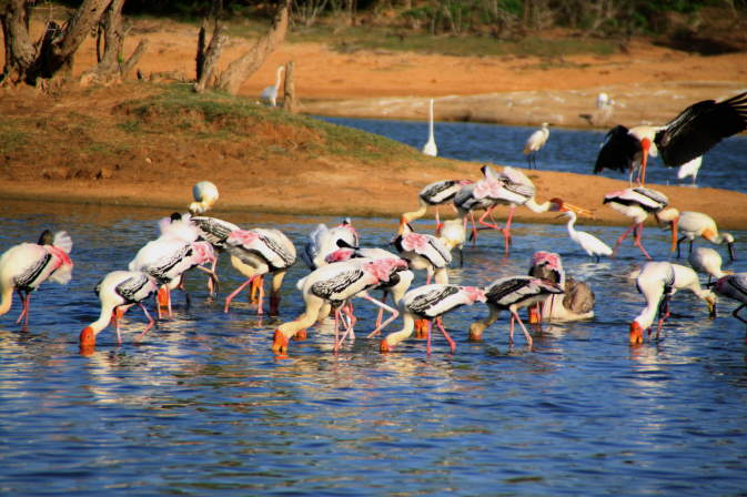 Yala Nationalpark