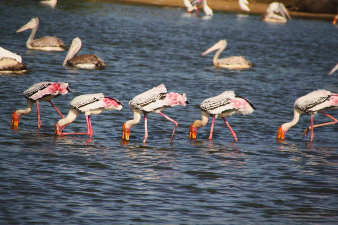 IMG_5367a