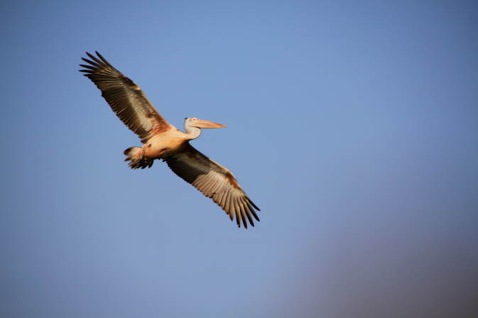 Yala Nationalpark