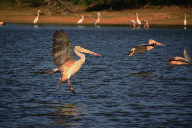 Yala Nationalpark