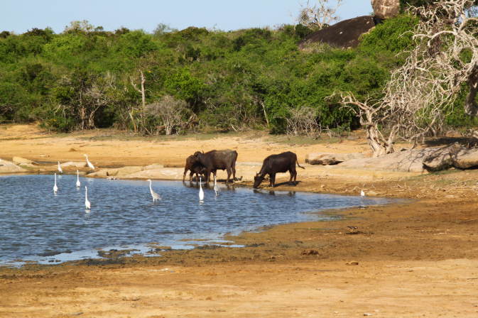 Yala Nationalpark