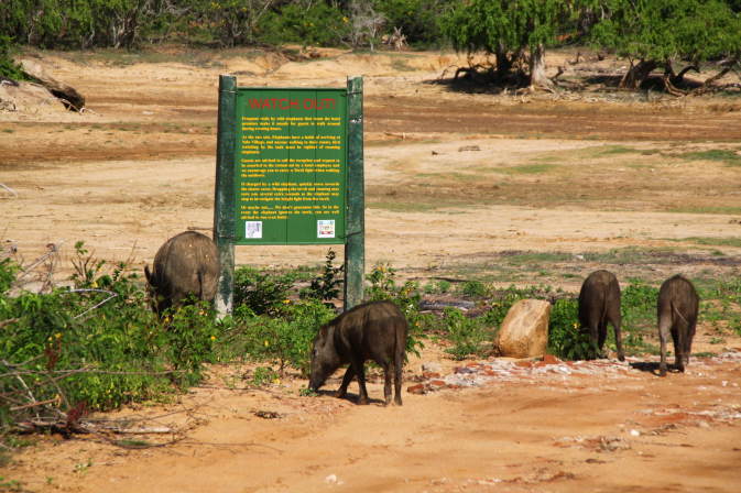 Wildschweine