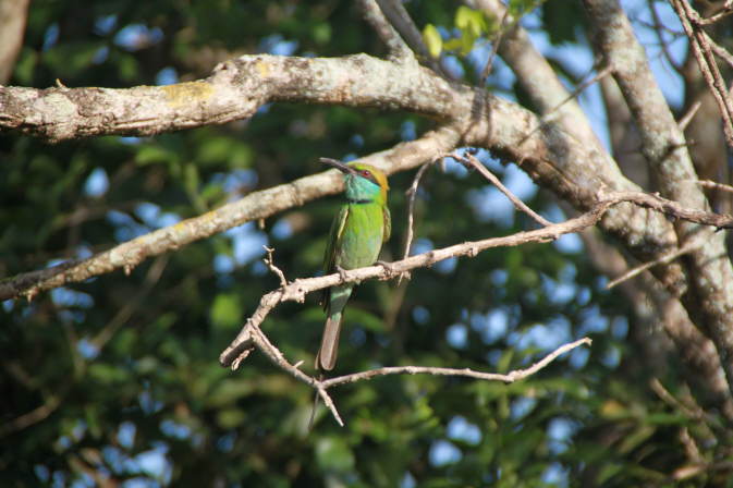 Eisvogel Yala Nationalpark