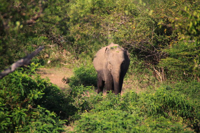 Elephant
