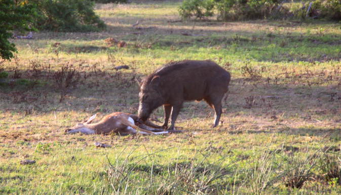 Wildschwein frisst Hirsch