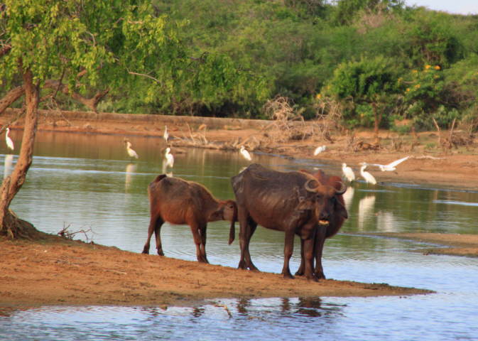 Yala Nationalpark