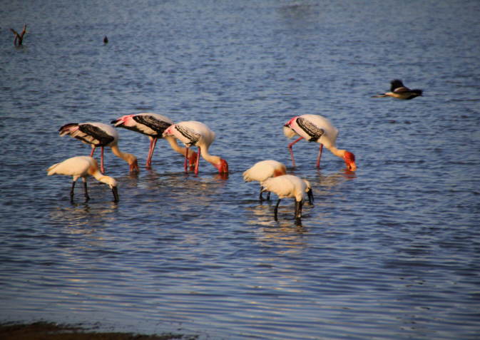Yala Nationalpark