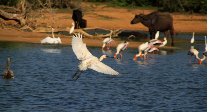 Yala Nationalpark